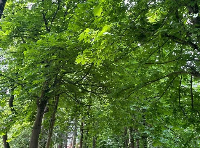 Πανσιόν Domaine La Belle Histoire - Cote Jardin 3*